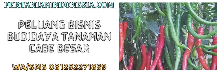 peluang,bisnis,agrobisnis,agribisnis,tanaman cabe besar